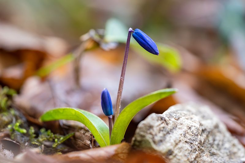 Голубоглазыйphoto preview