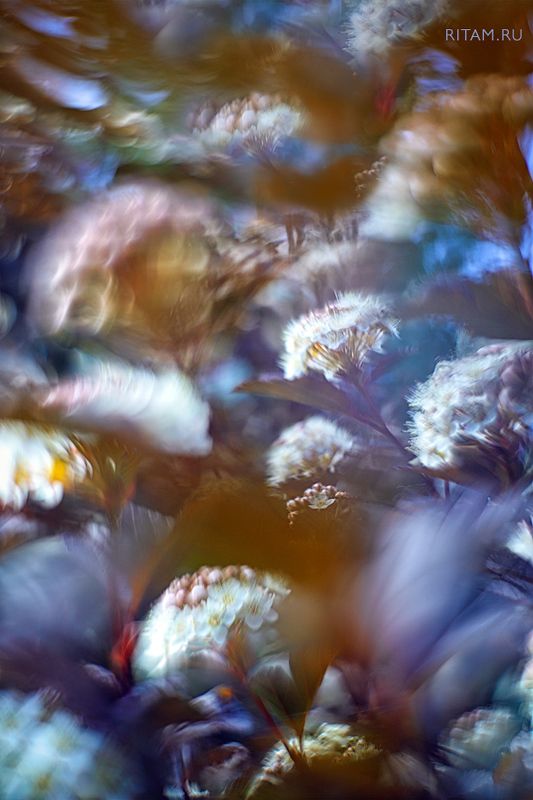 весна, spring, цветы, цветок, flowers, flower, blossom, bloom, розовый, pink, боке, bokeh, макро, macro, closeup, background Цветочный импрессионизм / The Flower Impressionismphoto preview