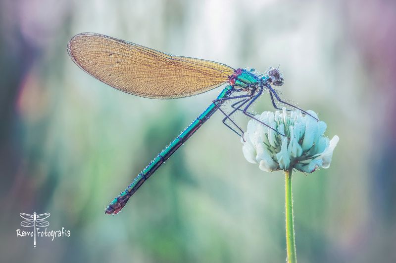 Calopteryx splendens-Świtezianka błyszcząca, świtezianka lśniąca.photo preview