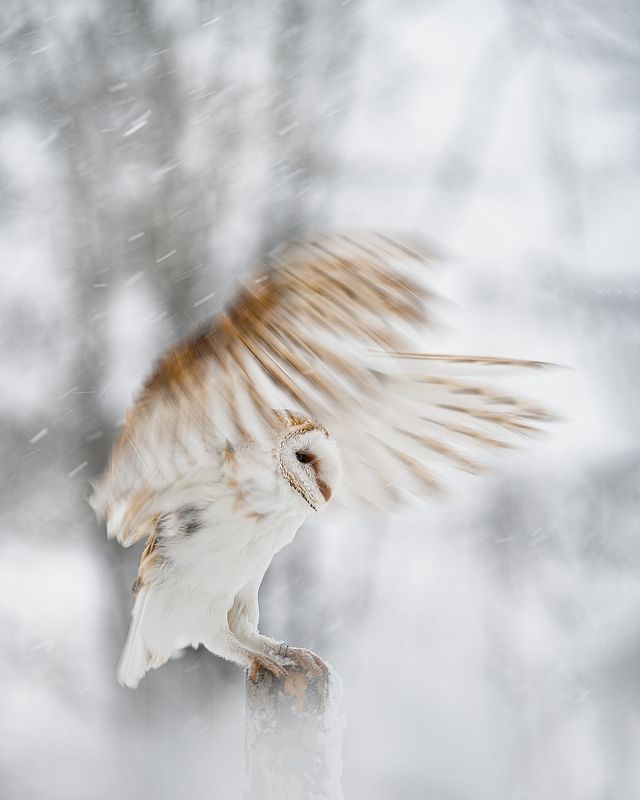 barn owl, bird, owl, snowfall, winter, wings, fly Barn owl in snowfallphoto preview