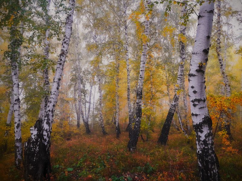 пейзаж,туман,сентябрь,лес Берёзоньки..photo preview