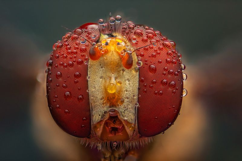 макро муха журчалка насекомые макрофото макромир Портрет мухи-журчалкиphoto preview