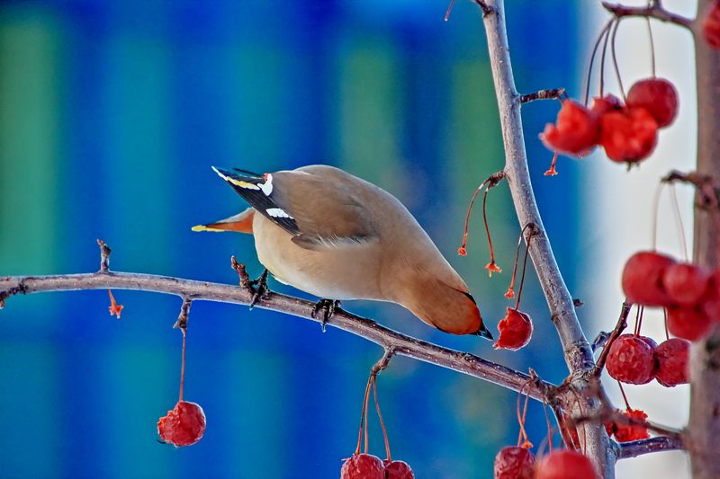 Январьphoto preview