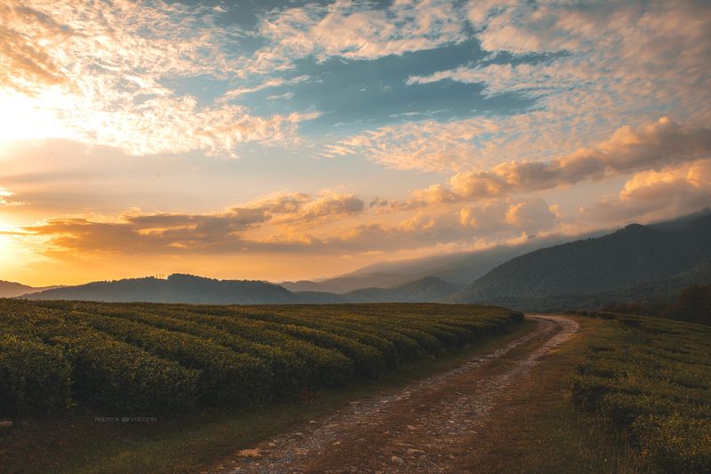 чай пейзаж закат дорога облака небо сочи Закат над чайными плантациямиphoto preview