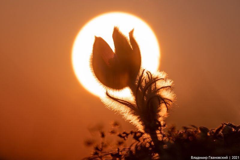 Заповеди сон-травы фото превью