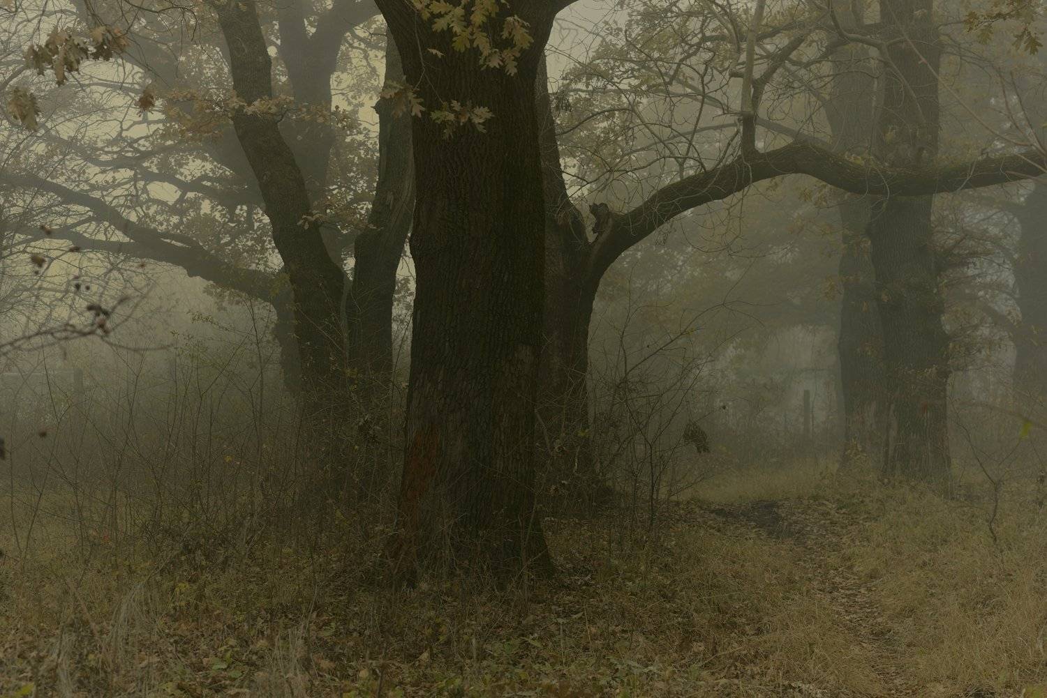 осень листва утро лес туман, Александр Жарников