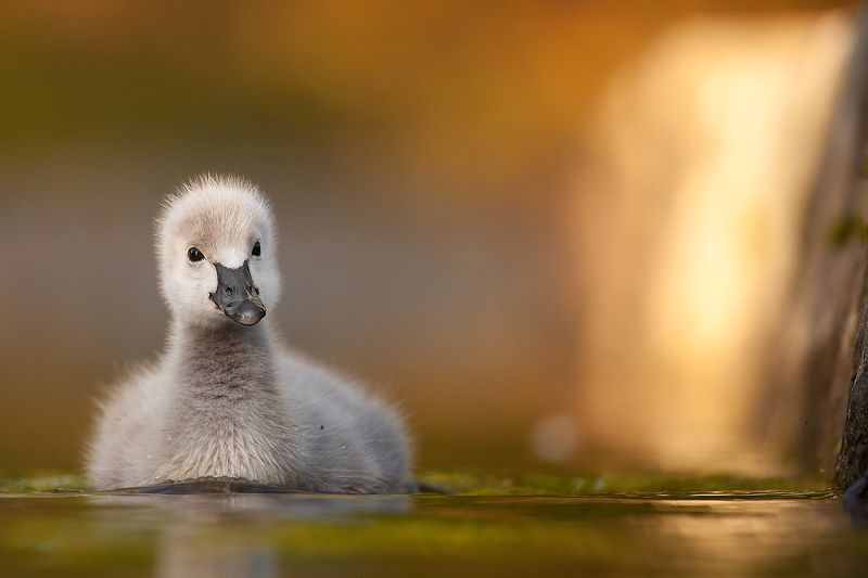 Black swanphoto preview