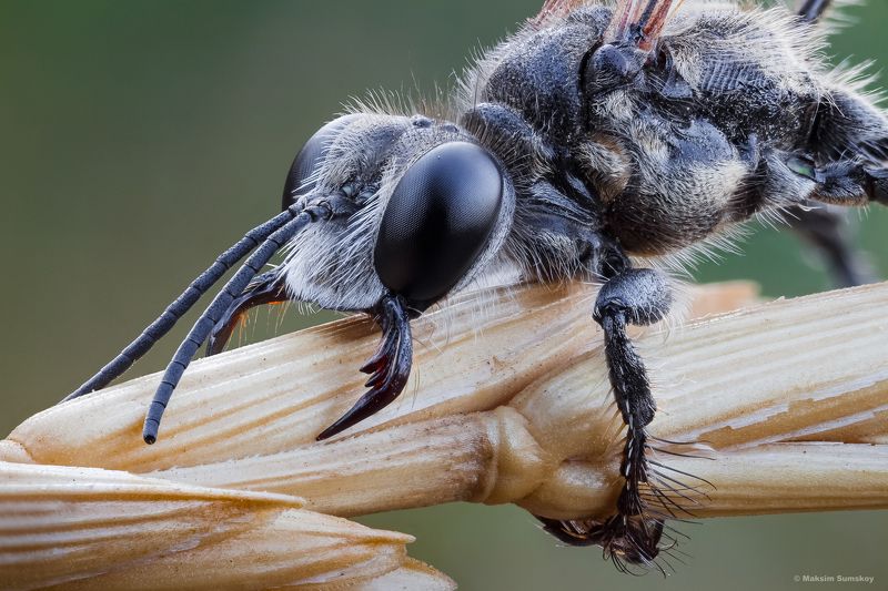Кусьphoto preview