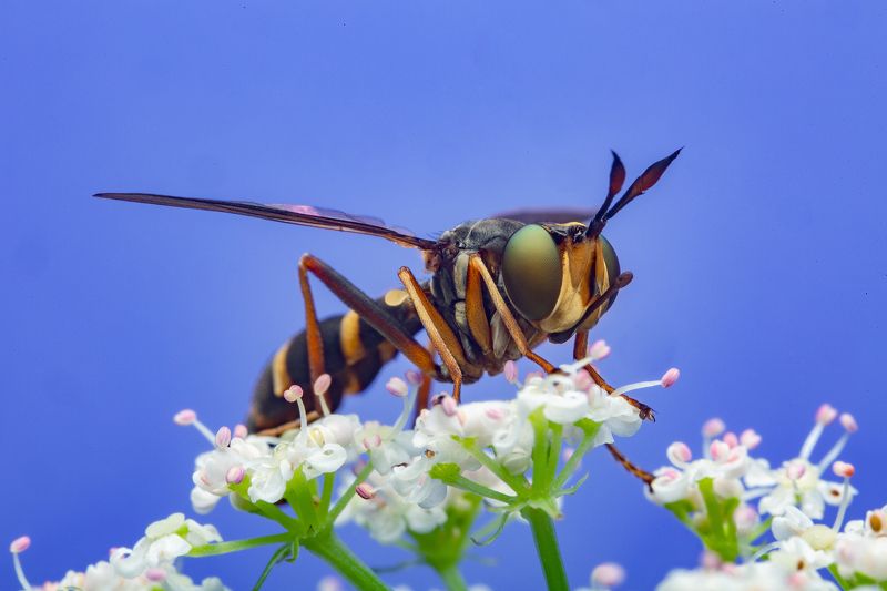макро муха большеголовка насекомые макрофото макромир photo preview