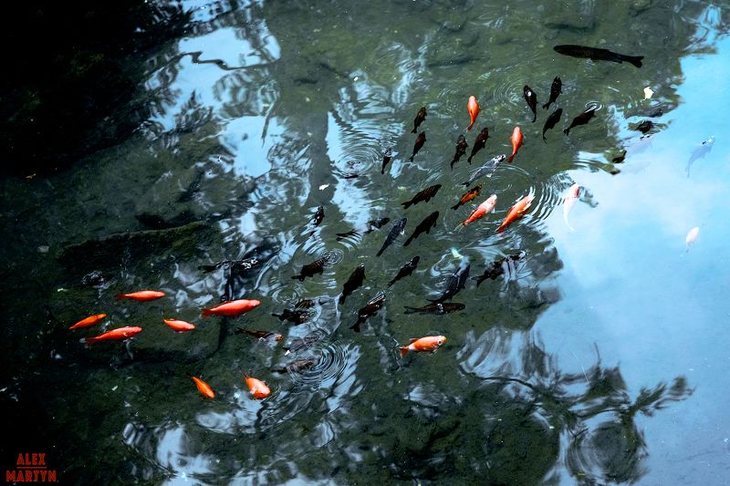 карм, пруд, вода, прозрачный, чистый, рыба, красный, кристальный, чистый Прозрачностьphoto preview