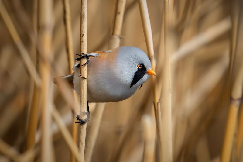 Bearded reedling (Panurus biarmicus)...photo preview