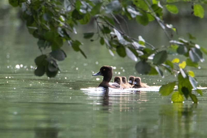 животные, птицы, орнитология, природа А за мамой, как за каменной стенойphoto preview