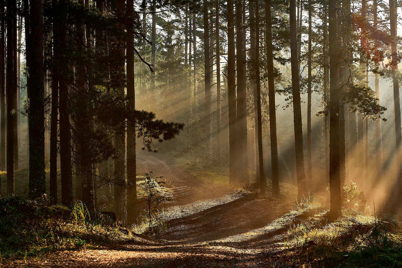 #утро, #свет, #солнце, #лес, #деревья, #лучи Утро солнечного светаphoto preview