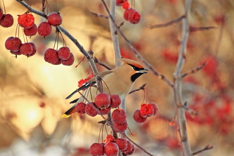 Февральphoto preview