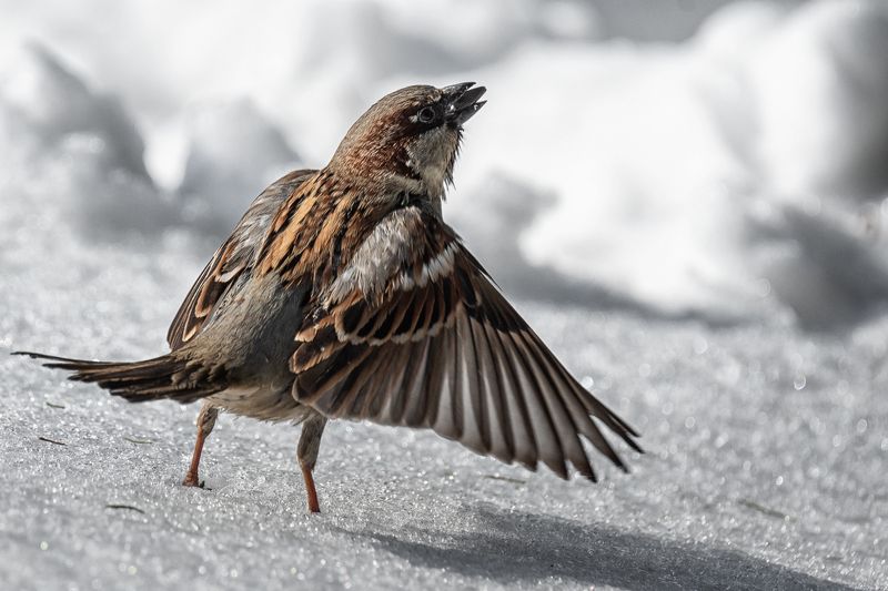 Воробей и мартphoto preview