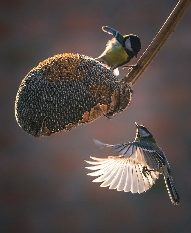 Фотосессияphoto preview