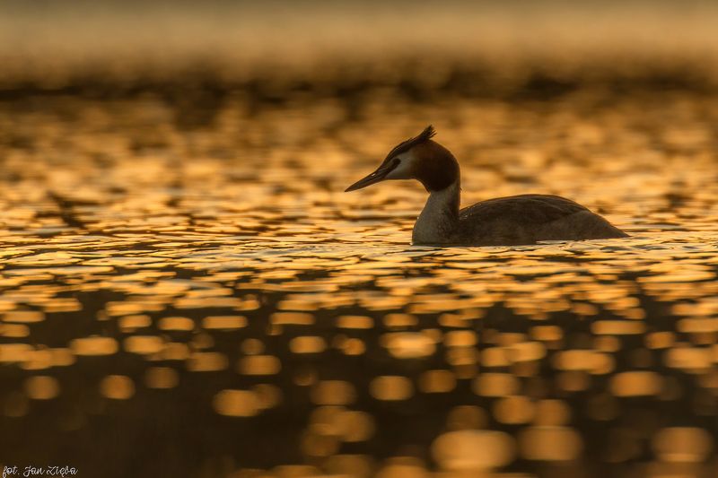 Swiming in goldphoto preview