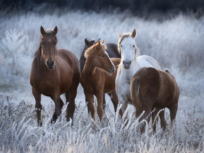 иней, лошади, осень, алтай Семейные узыphoto preview