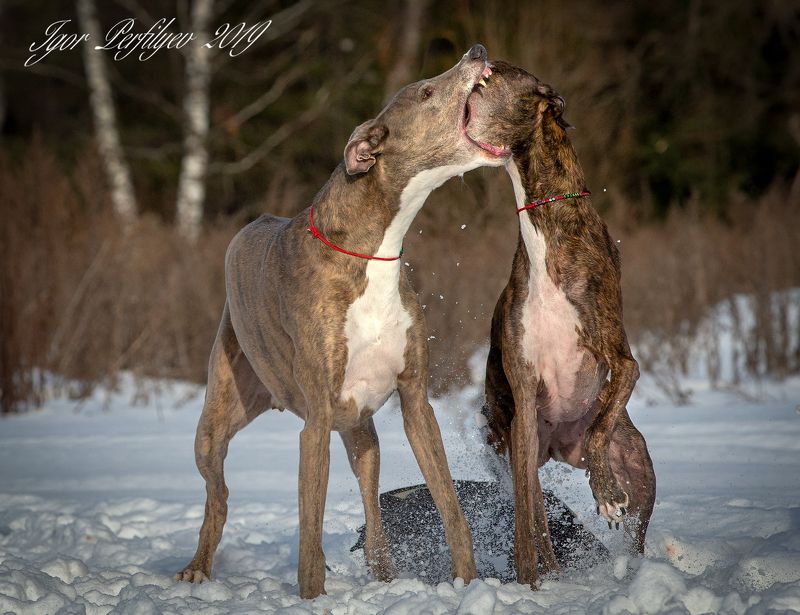 про постphoto preview