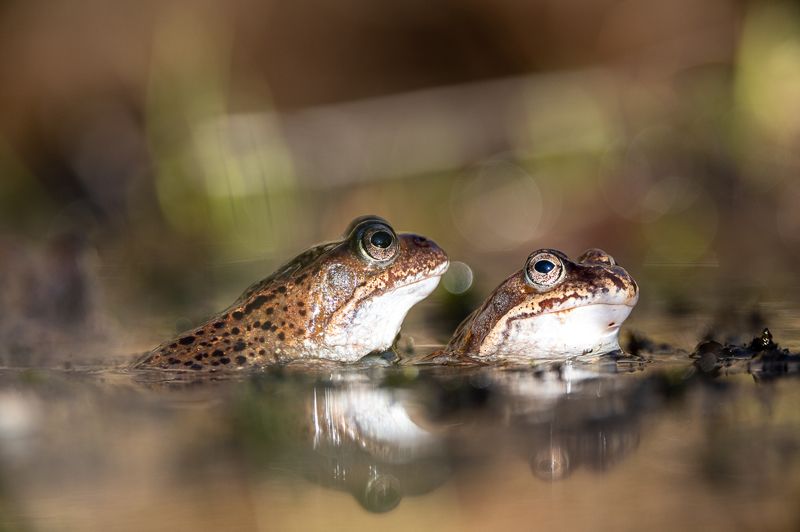 Frogsphoto preview