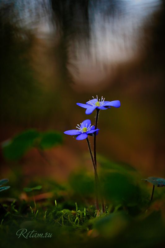 весна, spring, цветы, цветок, flowers, flower, blossom, bloom, подснежник, blue, боке, bokeh, макро, macro, closeup, перелеска, hepatica, snowdrops, темный фон, dark, background Подснежники - Весна - Любовь / Snowflowers - Spring - Lovephoto preview