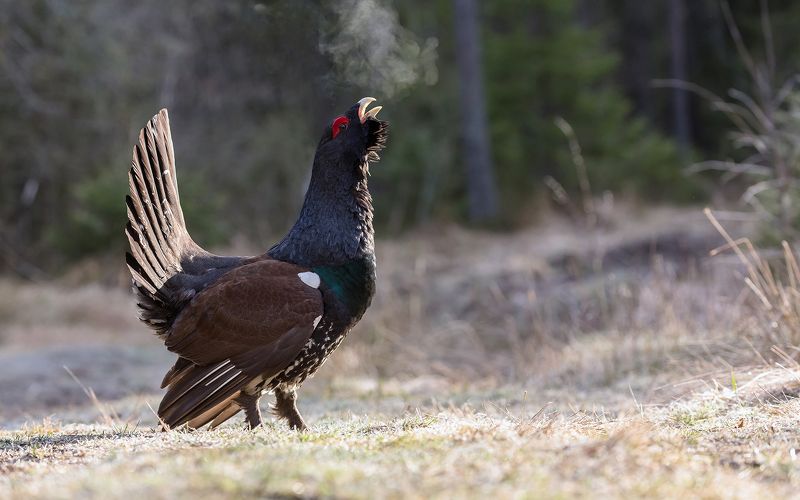 птица, дикая птица,  орнитология, дикая природа, фотоохота, ток, глухариный ток, глухарь, весна С лёгким паром.photo preview