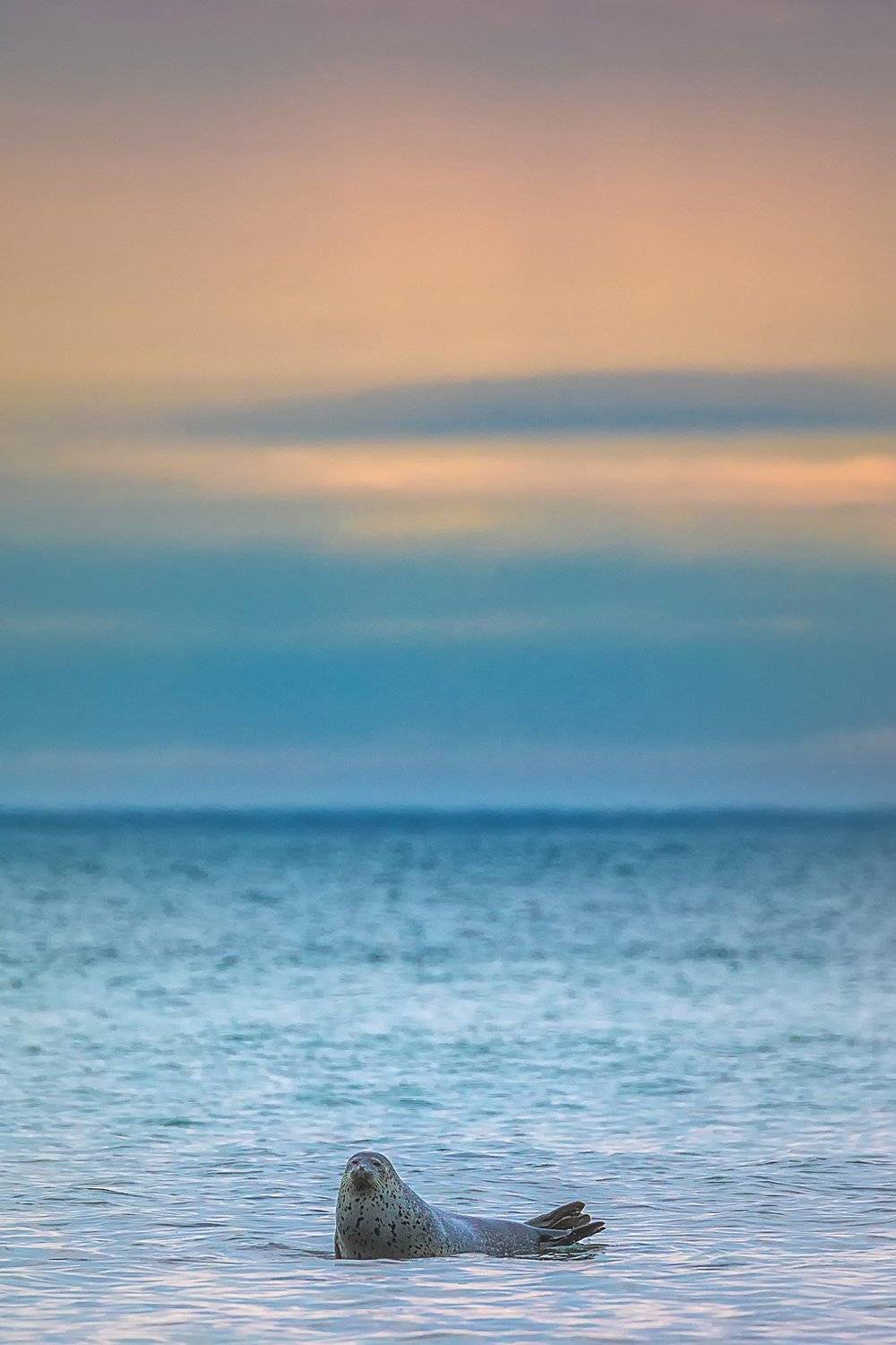 тюлень, дальний восток, животные россии, млекопитающие , Евгения Кирпиченкова (Клипп)