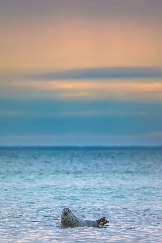 тюлень, дальний восток, животные россии, млекопитающие  Тюленьphoto preview