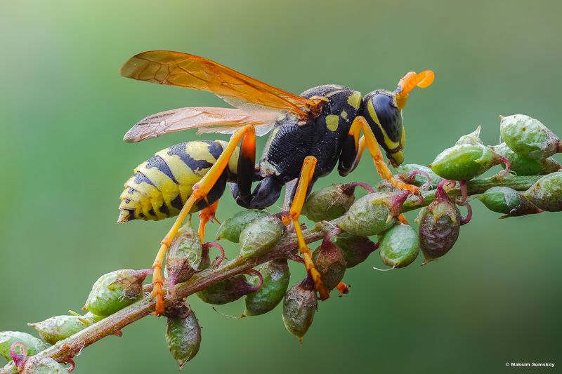 Летоphoto preview