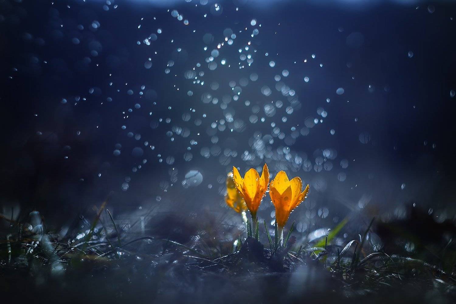 Автор: Svetoslav Georgiev , Svetoslav Georgiev