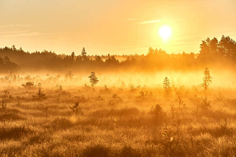 #утро #свет #солнце #болото #туман #лучи Золотой рассветphoto preview