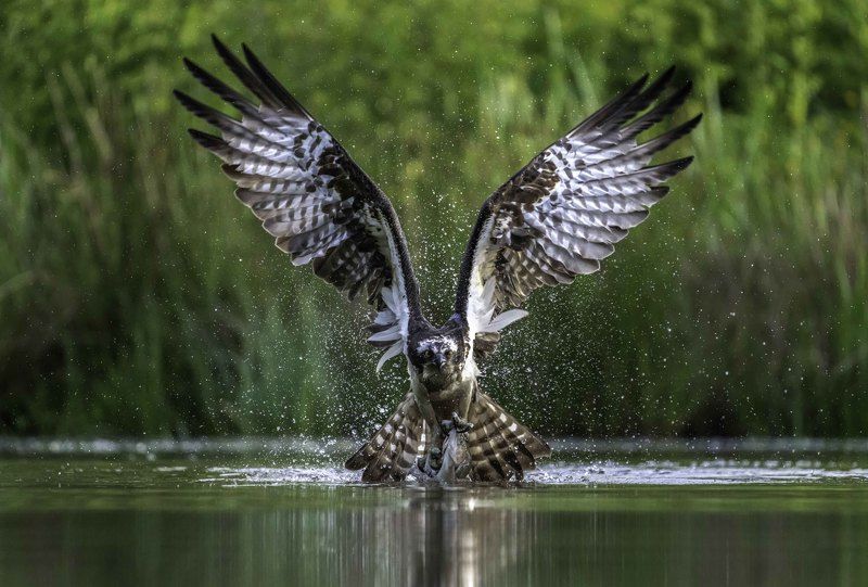 wildlife A lucky osprey in search of its breakfast swooped down on a lake to catch a bite to eat and flew off with a fish in each claw. These action shots capture the magnificent bird on its hunting mission over the water in Scotland.photo preview