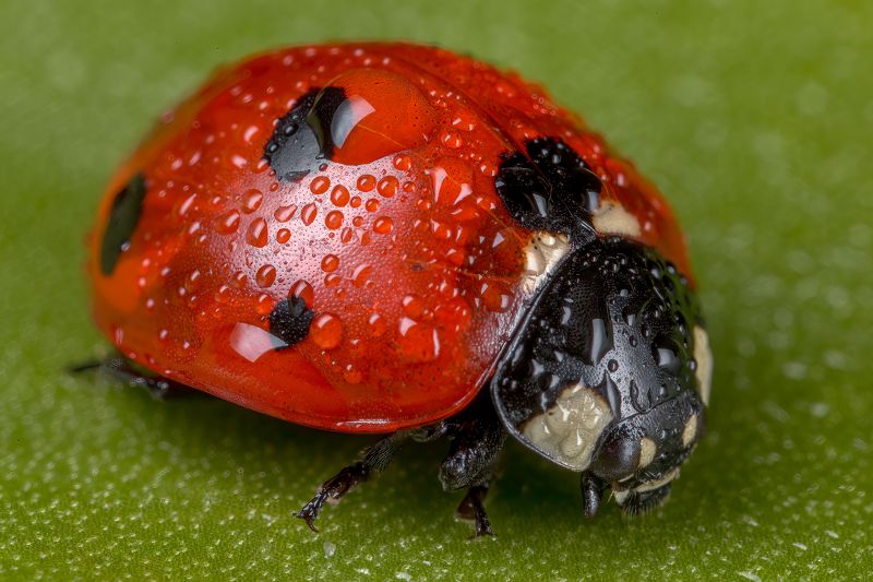 #macro, #waterdrop, #beetle, #ladybird Ladybird And Water Dropsphoto preview