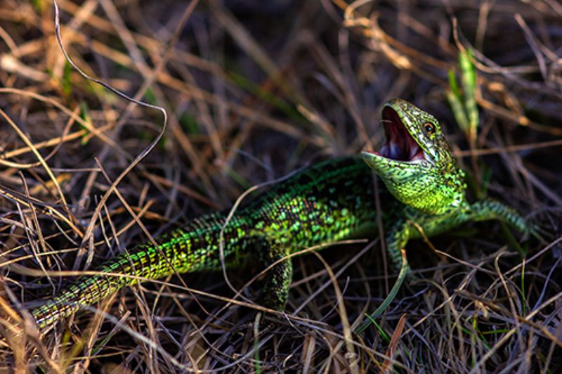 животные, рептилии, ящерицы, природа, животный мир Уберите камеруphoto preview