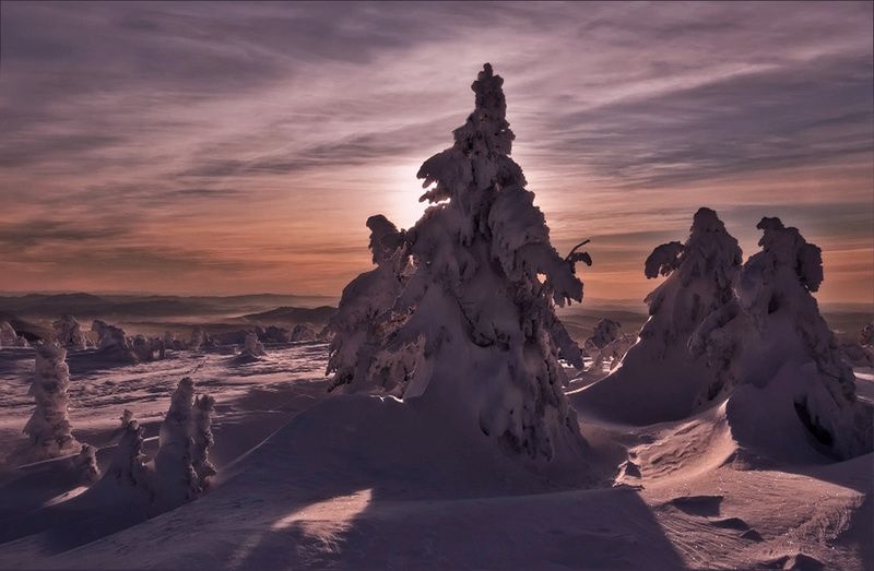 снежные стражники зимы Снежные стражники зимыphoto preview