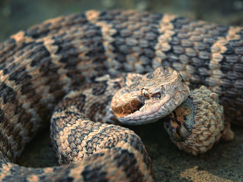 Щитомордник и жёлудь. фото превью