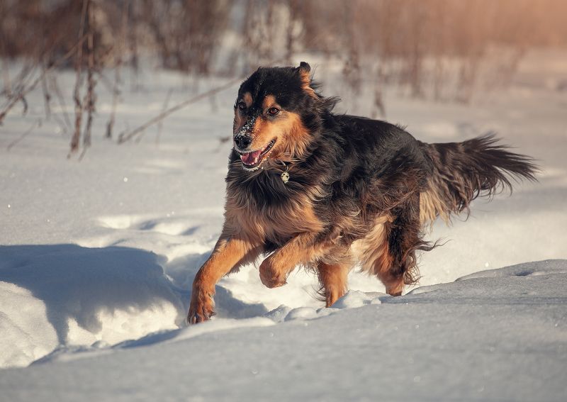 dogs Gayakaphoto preview