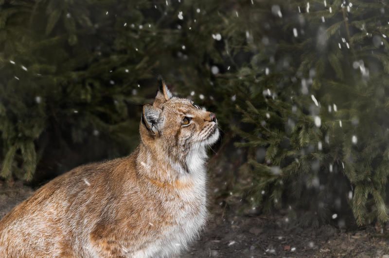Lynx фото превью