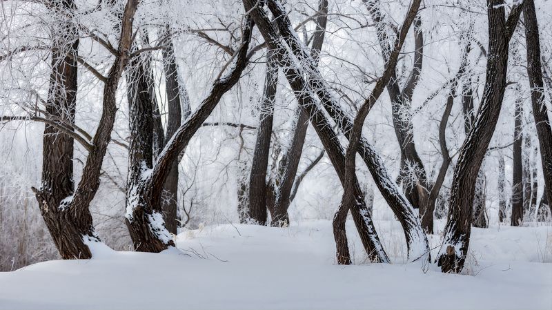 Ивы в инее. фото превью