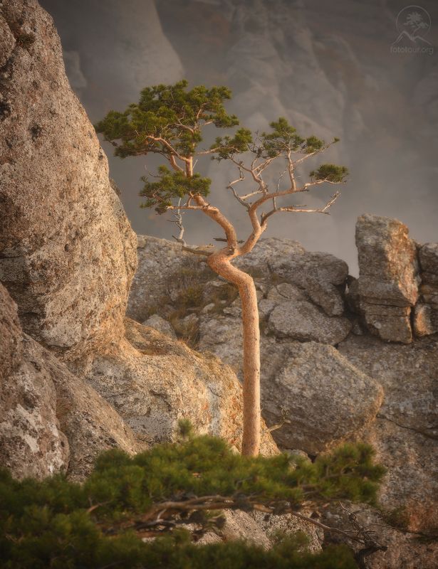 крым, горы, дерево Горный жительphoto preview