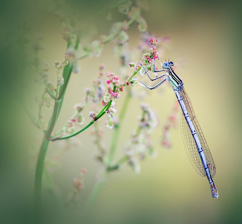 украина, коростышев, макро, макро мир, макро красота, волшебство, сказка, стрекоза, магия, гармония, уединение Magic Gardenphoto preview