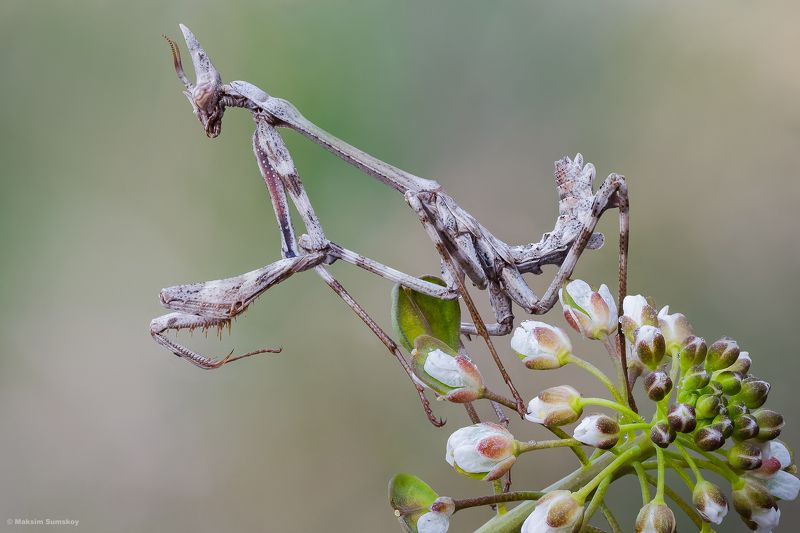 Весенняя эмпузаphoto preview