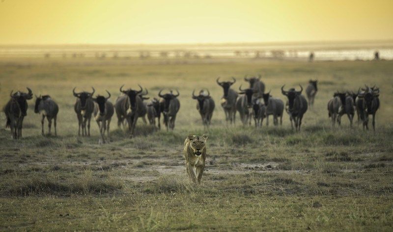 wildlife animals lion  Queen Walkphoto preview