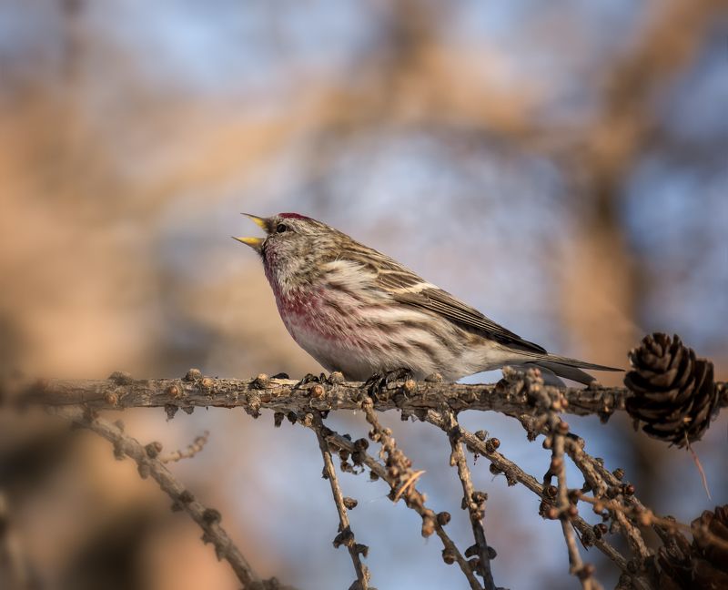 птица, чечётка, самец, март ругается ..photo preview