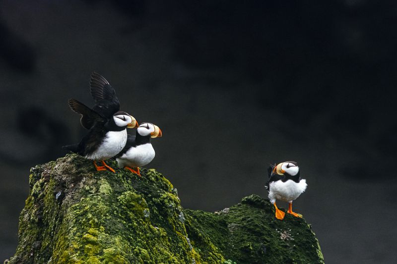 командоры, ипатки, тупиковые, птицы, птицы россии, дальний восток  Ипатки photo preview