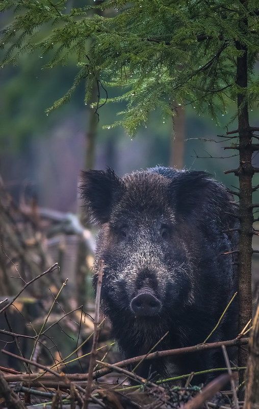 Хрюшаphoto preview