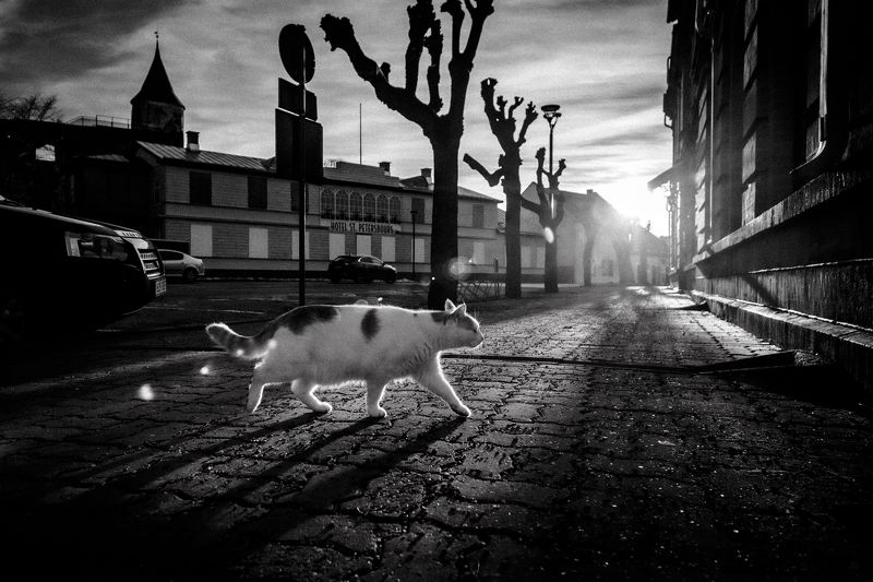 С охоты домой ...photo preview