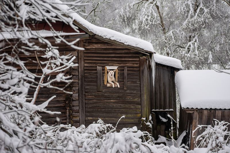 собака, деревня, зима, пейзаж, животное, белый, снег, animal, winter, dog, village Наблюдательный пункт.photo preview