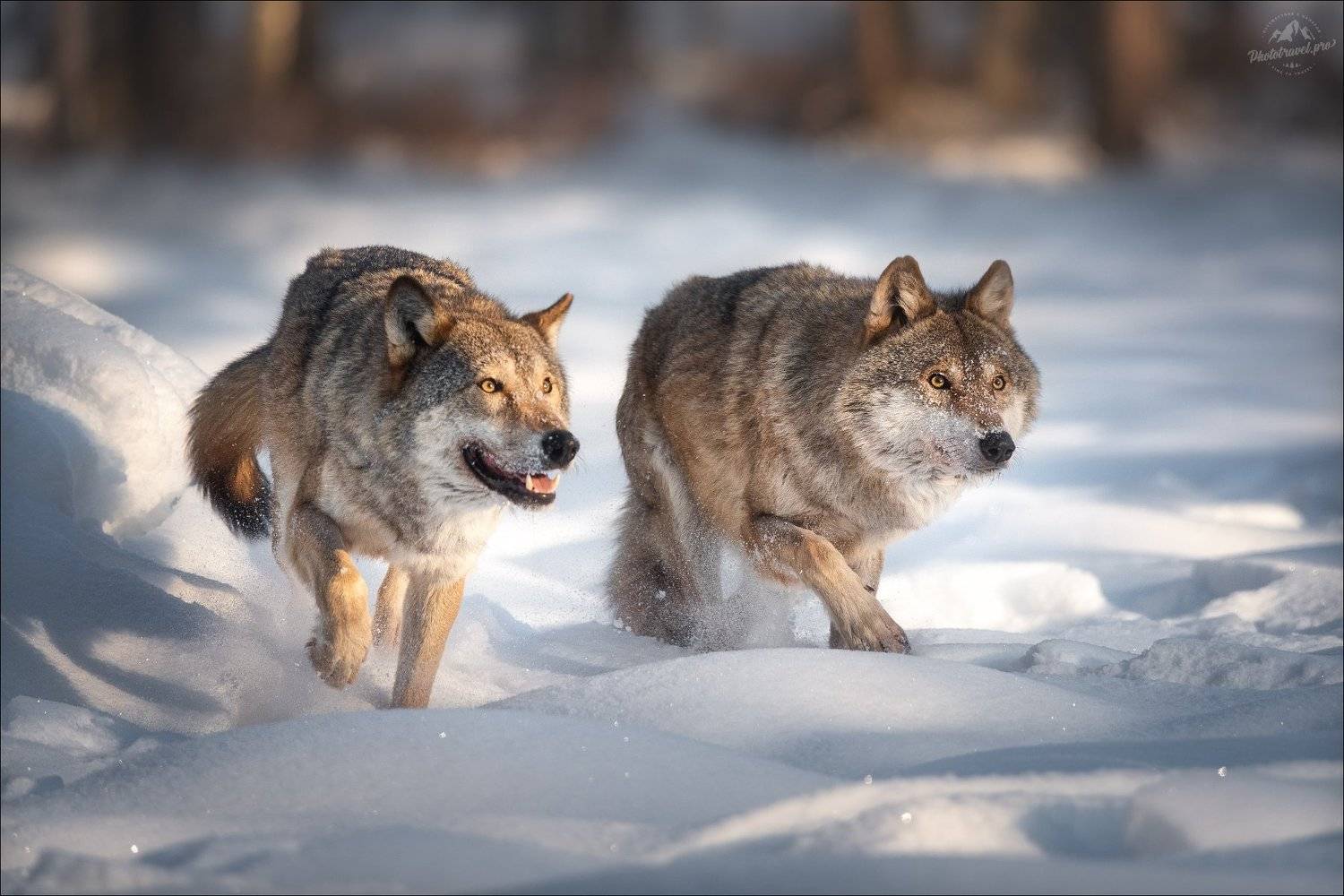 волк, wolf, красная шапочка, беларусь, красный бор, фототур в красный бор, фотоохота, canis lupus,фототур в красный бор, фотоохота в беларуси, фототур на рождество, red riding hood, серый волк, обыкновенный волк, евразийский волк, европейский волк, Влад Соколовский