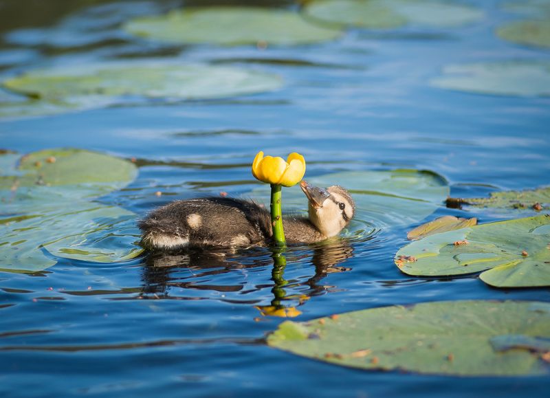 утка, птица, природа, кувшинка, кубышка, лето, озеро, момент, yellow, nature, bird, animal, животные Чувство прекрасногоphoto preview